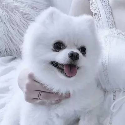 竞猜足球app手机app下载