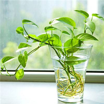 威尼斯欢乐娱人棋牌app下载